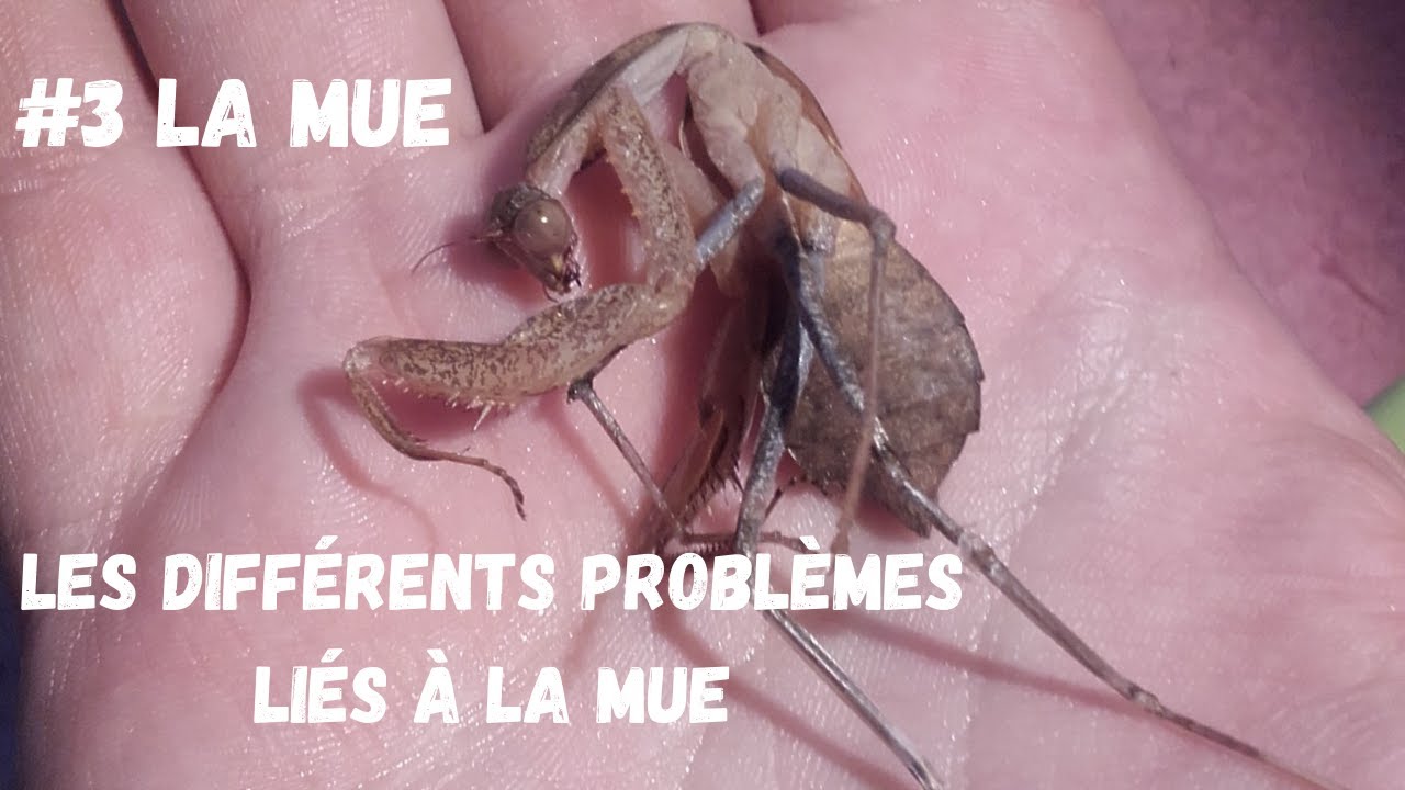 #3 LA MUE -Partie 2 :Les différents problèmes liés à la mue