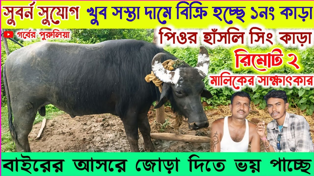 খুব সস্তা দামে পিওর হাঁসলি সিং ১নং কাড়া বিক্রি হচ্ছে★রিমোট ২ কাড়া বিক্রি★কাড়া মালিকের সাক্ষাৎকার।
