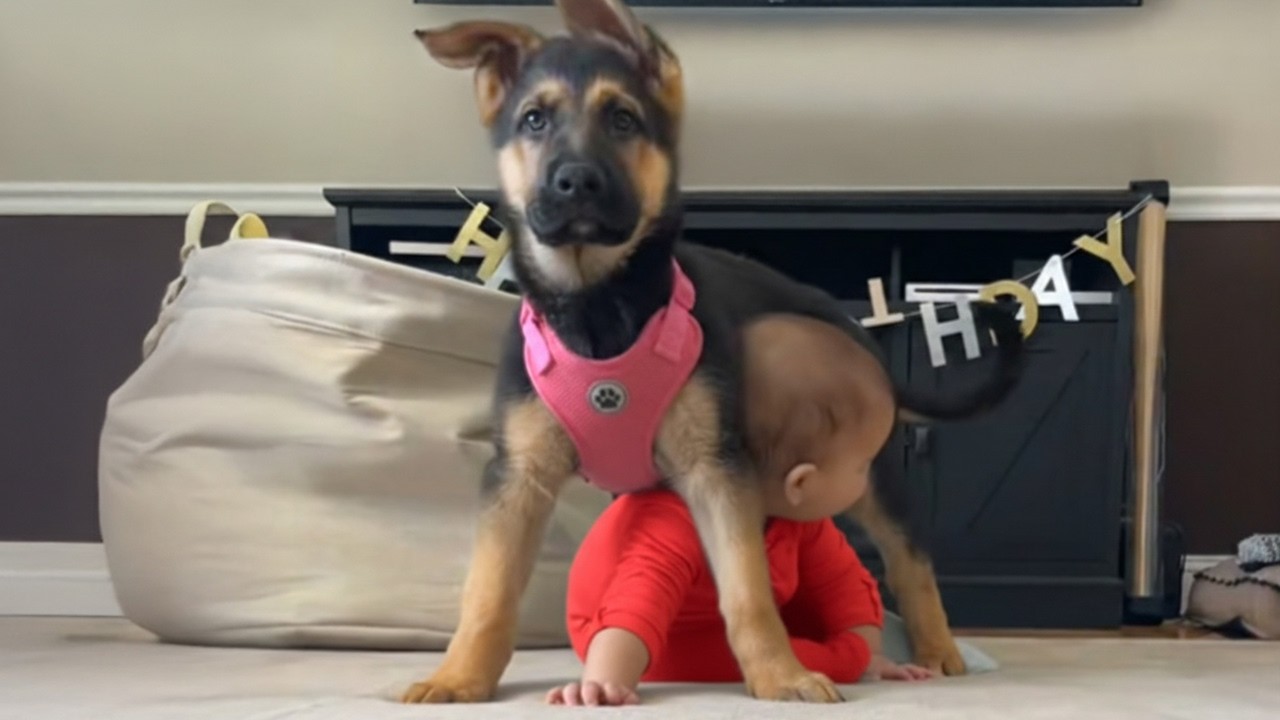 German Shepherd Protecting Babies Like Its Own Puppies