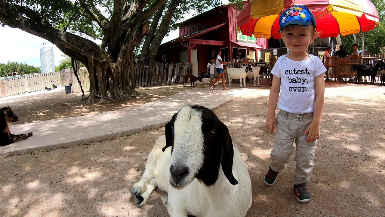 Petting and Feeding Goats | Learn Animals for Kids | Safari World Amusement Park | Educational Video