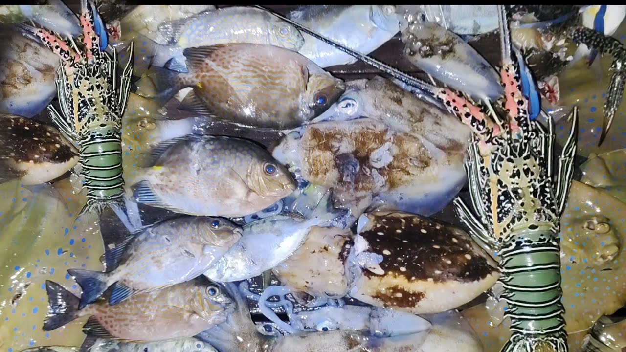 HUNTING FISHING | Nombak ikan 🐟 cumi-cumi 🦑 & udang lobster dari atas perahu