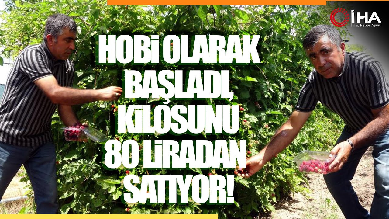 Hobi Olarak Böğürtlen Üretmeye Başladı, Şimdi Taleplere Yetişemiyor
