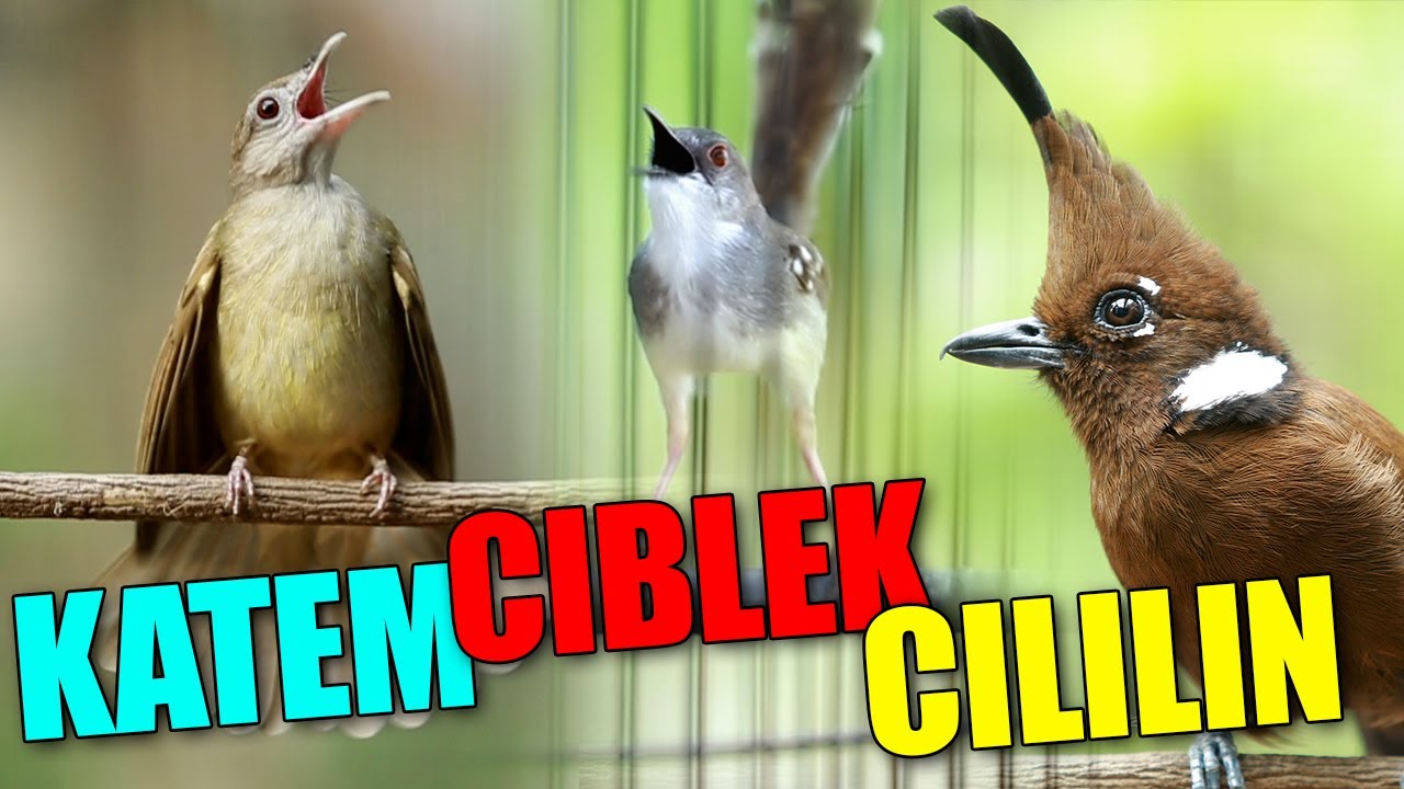 MASTERAN KOMBINASI KAPAS TEMBAK - CIBLEK - CILILIN