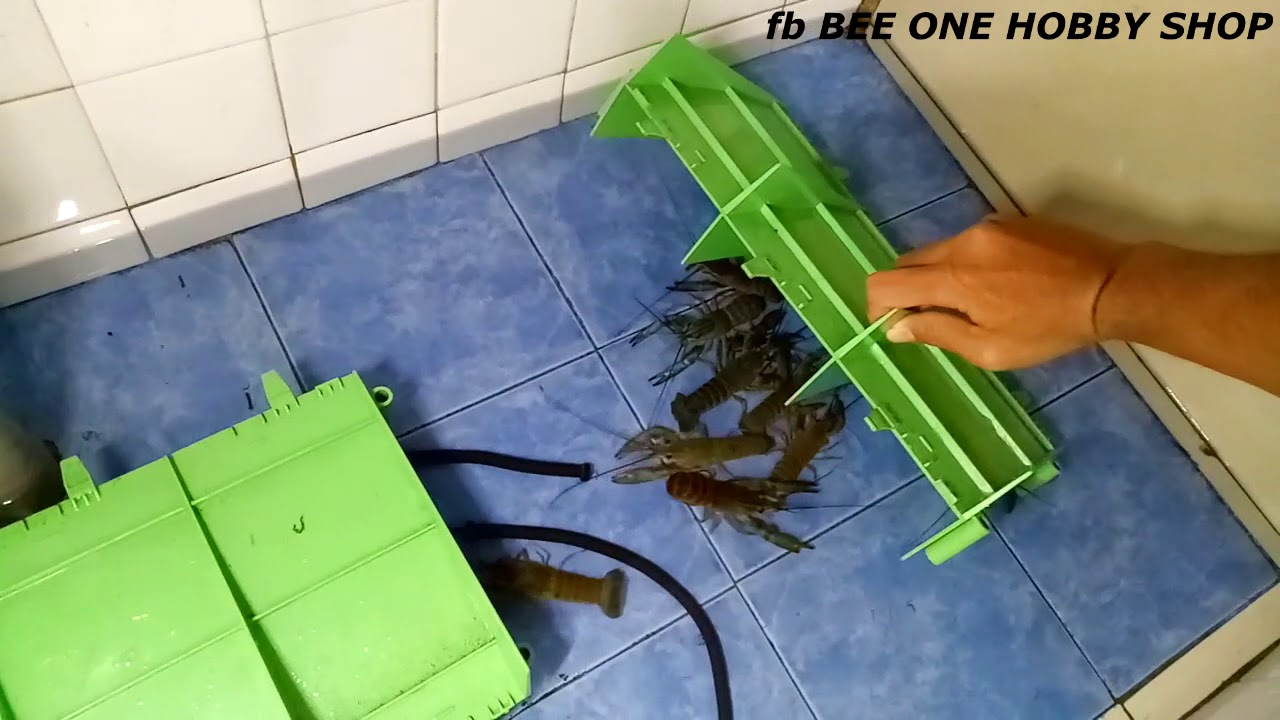Cara-cara nak ternak lobster air tawar Tampa guna Pump Oxygen