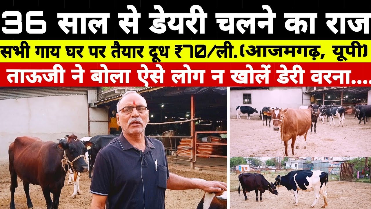 36 साल से डेयरी चलने का राज जानें, सभी गाय घर पर तैयार/dairy farm azamgarh up/success dairy farm up