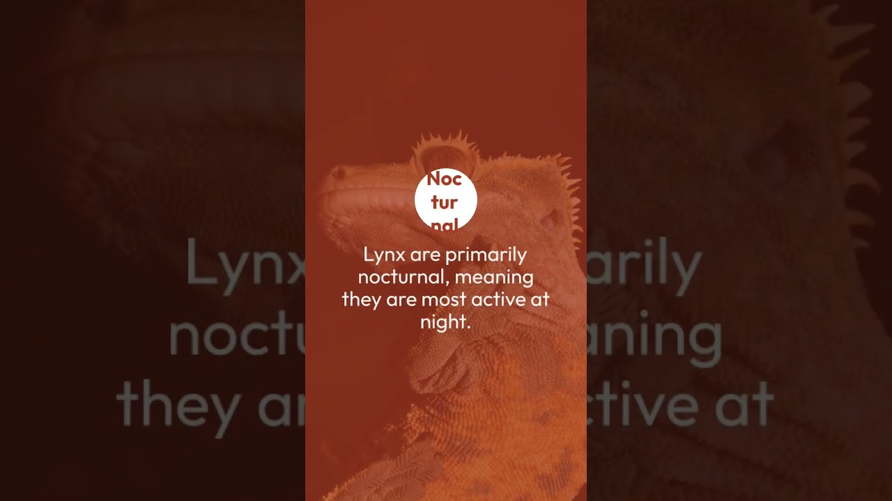 What Are The Characteristics Of A Lynx? Find Answer