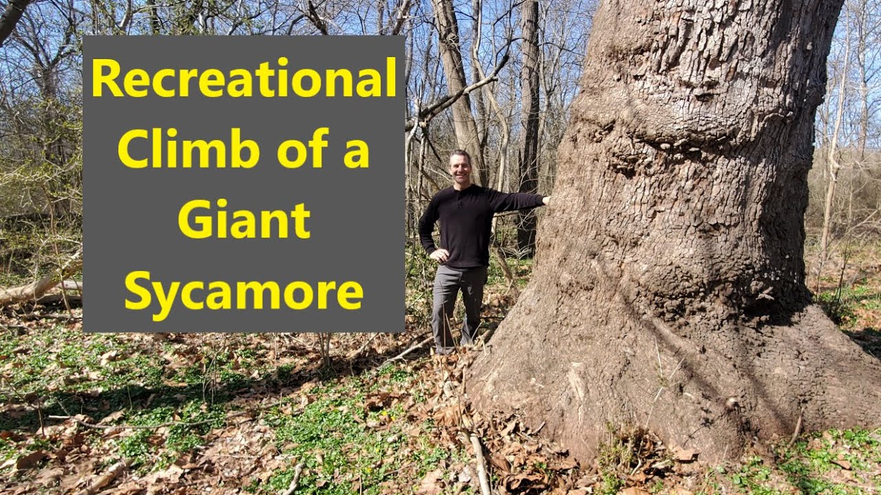Recreational Climb of a Giant Sycamore