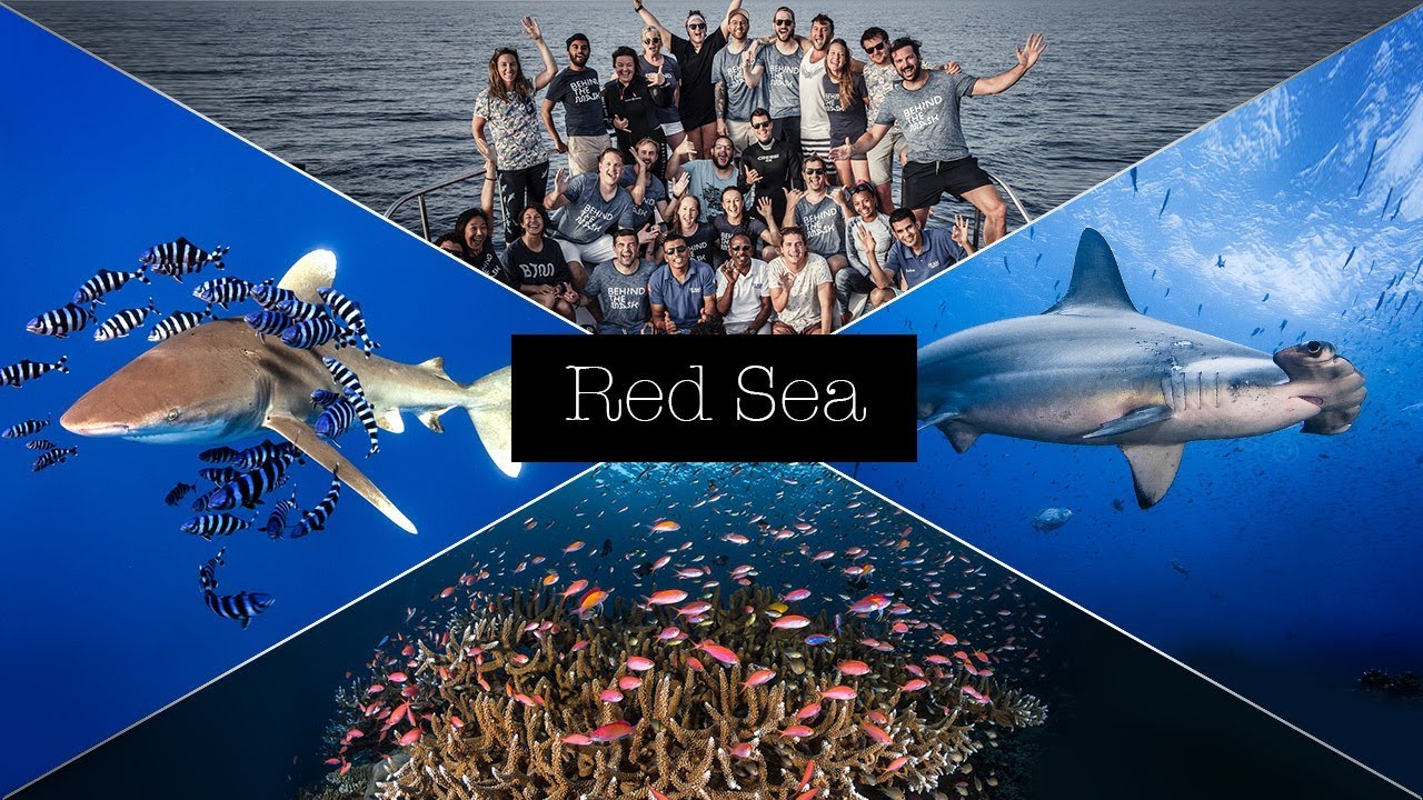 BEST OF RED SEA DIVING