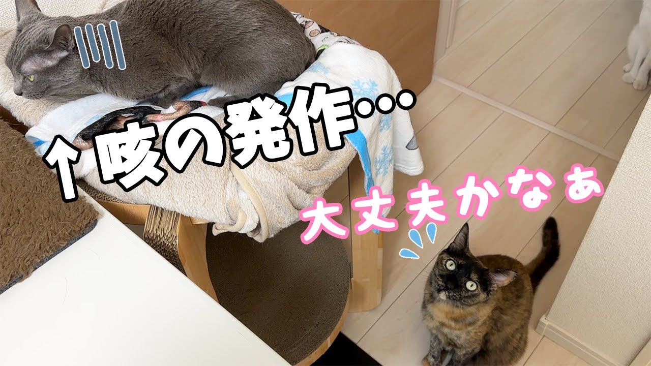 突然のハムちゃんの咳の発作に心配するチロモモ