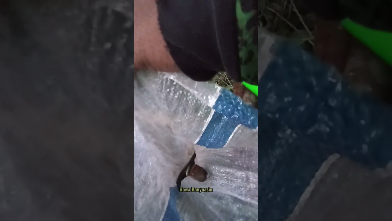 Berburu lele lembat saat bulan purnama