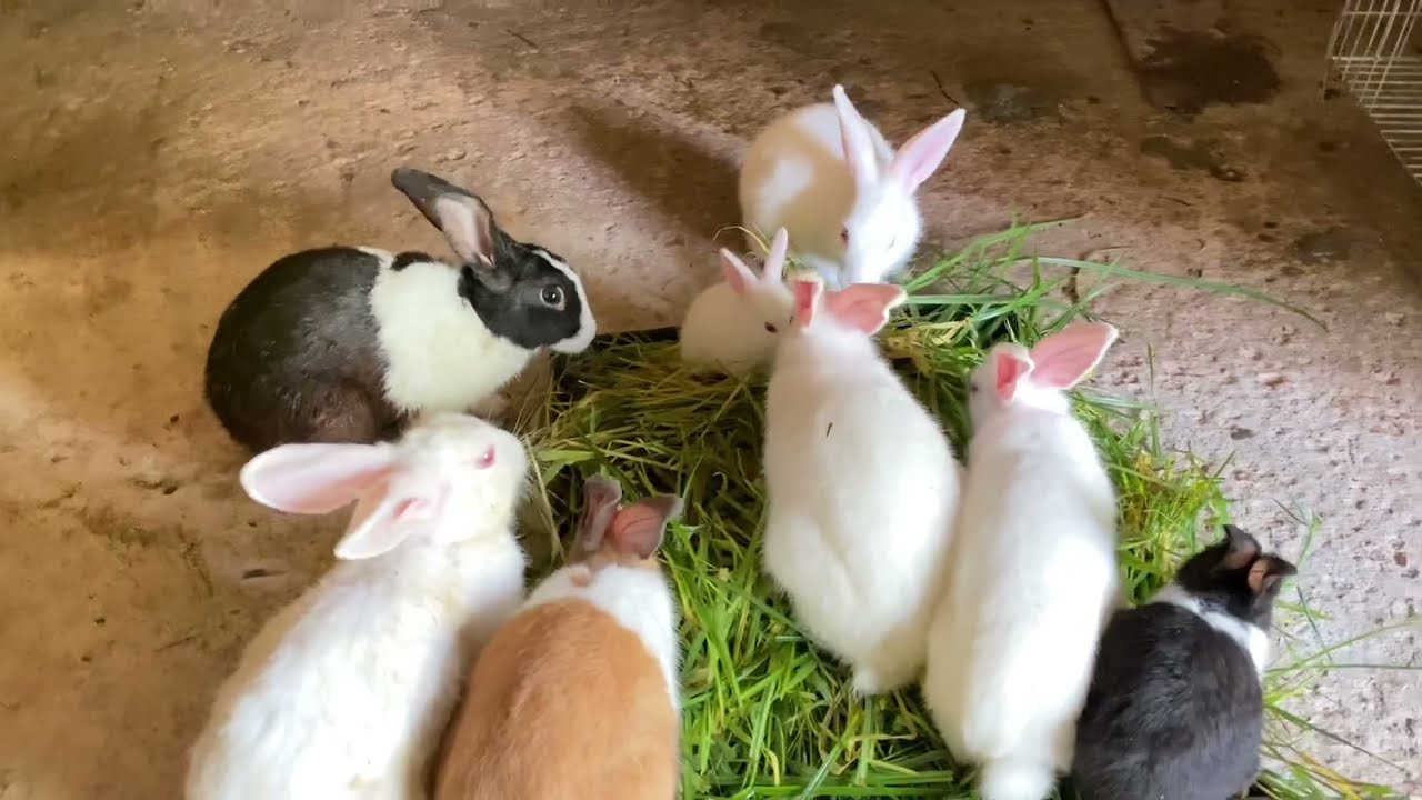 খরগোশ পালন/ Rabbit Rearing In Bangla/How To Raise A Rabbit Bangladesh and Khorgos/ Abdullah36Ovlog