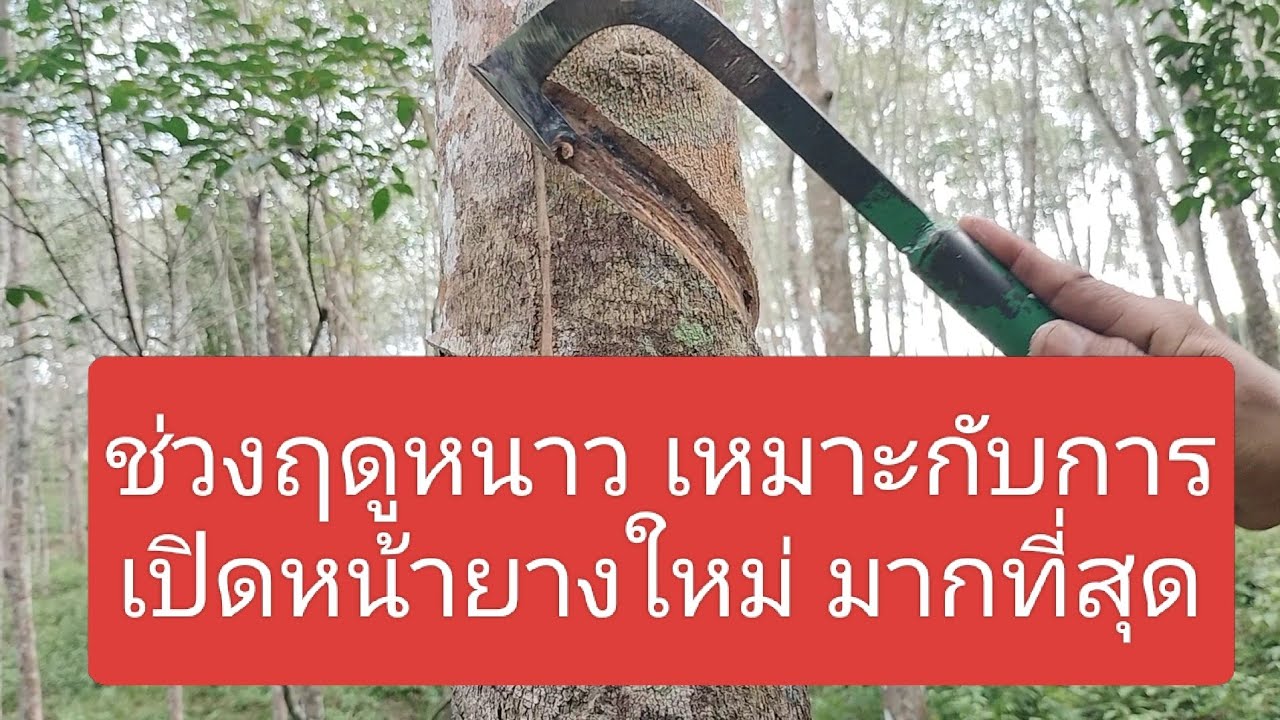 ควรเปิดยางหน้าแรก ในช่วงฤดูหนาว และ ขึ้นหน้าใหม่