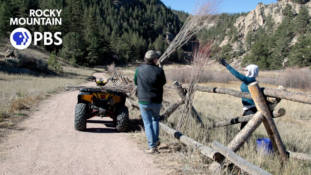 Volunteers plant willow trees to stabilize river after dam removal