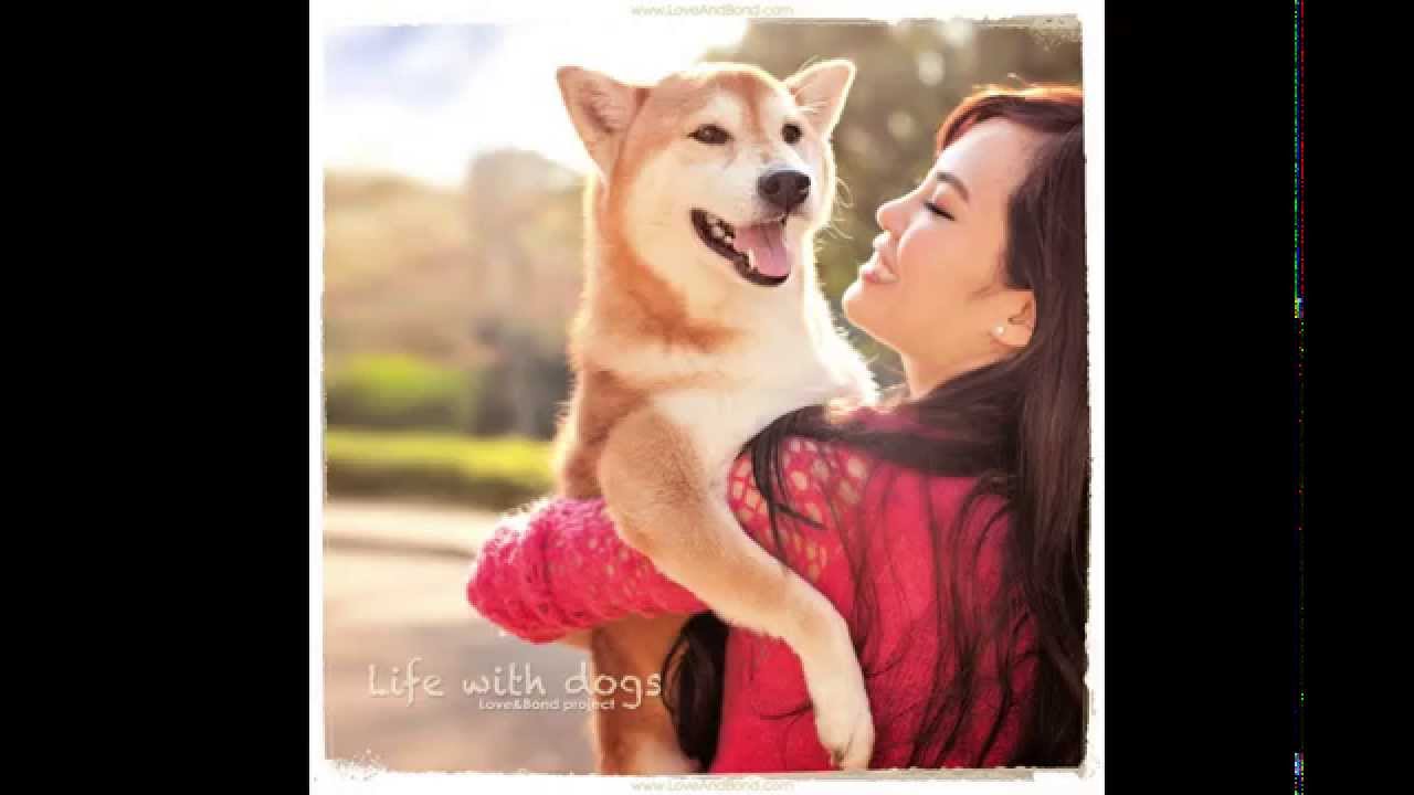 lifeWithDogs Collection