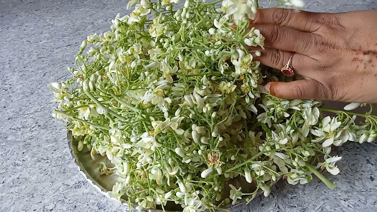 Moringa or Drumstick Flower Recipe | Fresh flowers of Moringa from garden |सहजन के फूल  की सब्जी