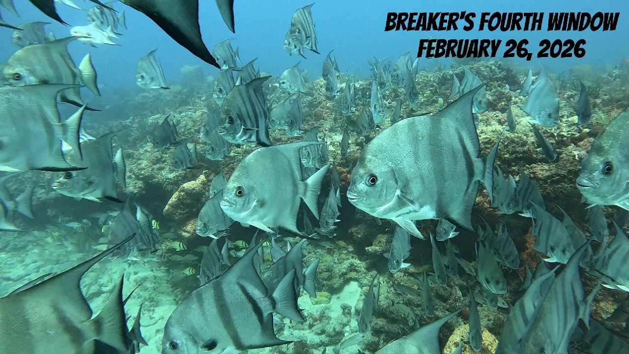 Breaker's Fourth Window, February 26, 2026