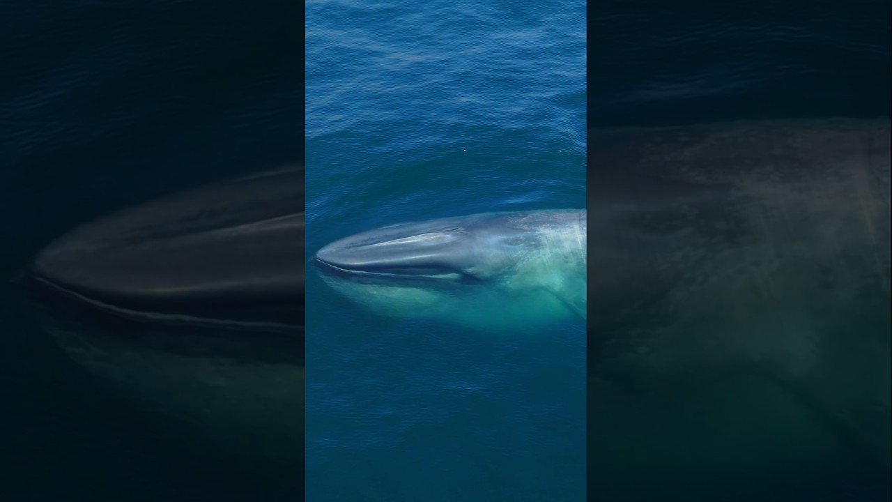 The mighty Blue Whale is king of them all! 