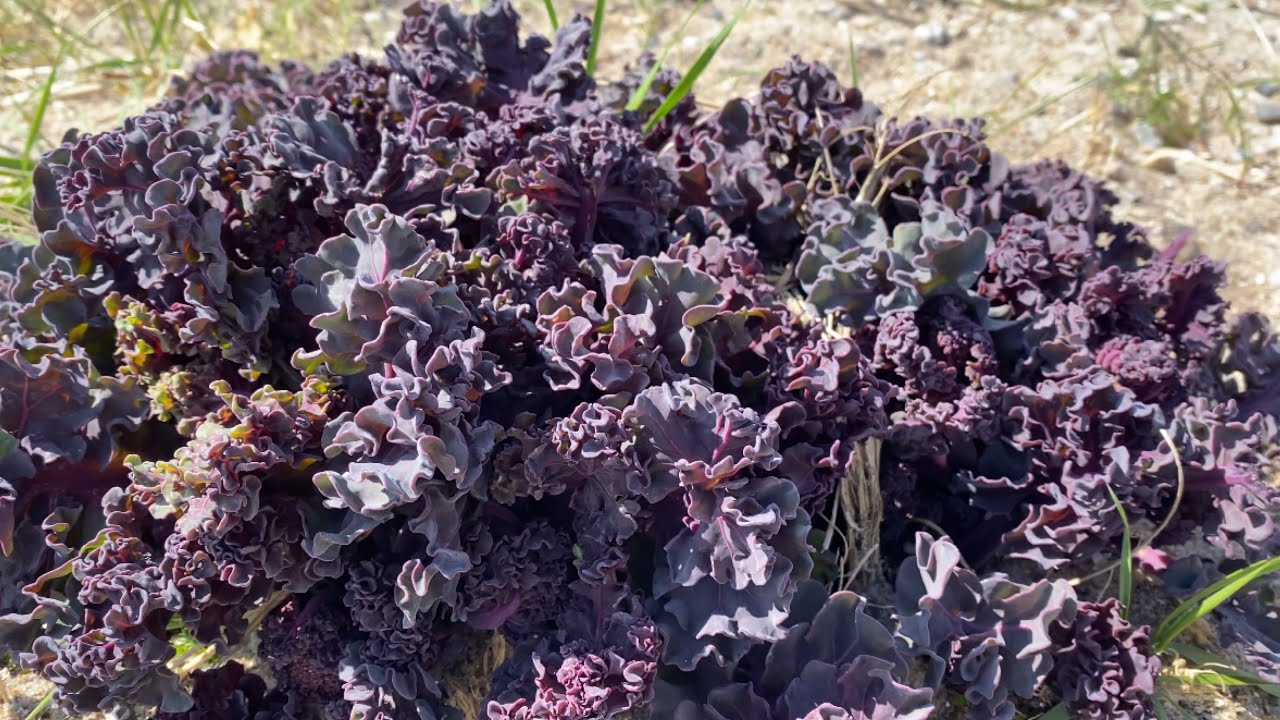 สีม่วงงามมาก คะน้าทะเลสีสวย มองเห็นมาวงมาแต่ไกล sea kale.17/5/23.