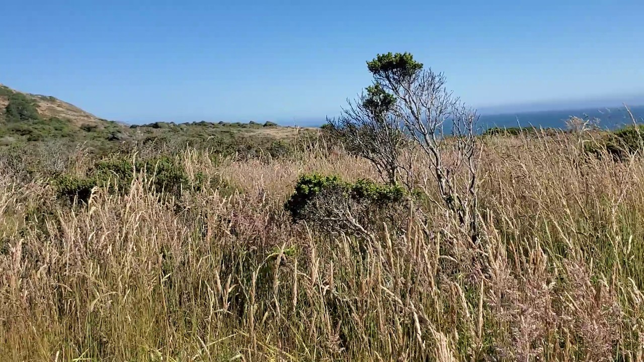 Путь через кусты к океану. 2024_07_01 16_57_13. Point Reyes National Seashore