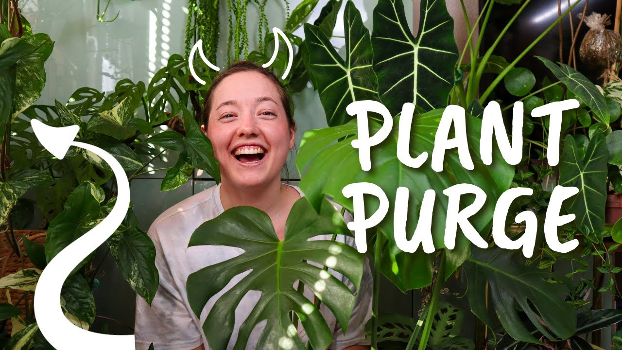 Houseplant Collection Clean Out | PURGE Tour
