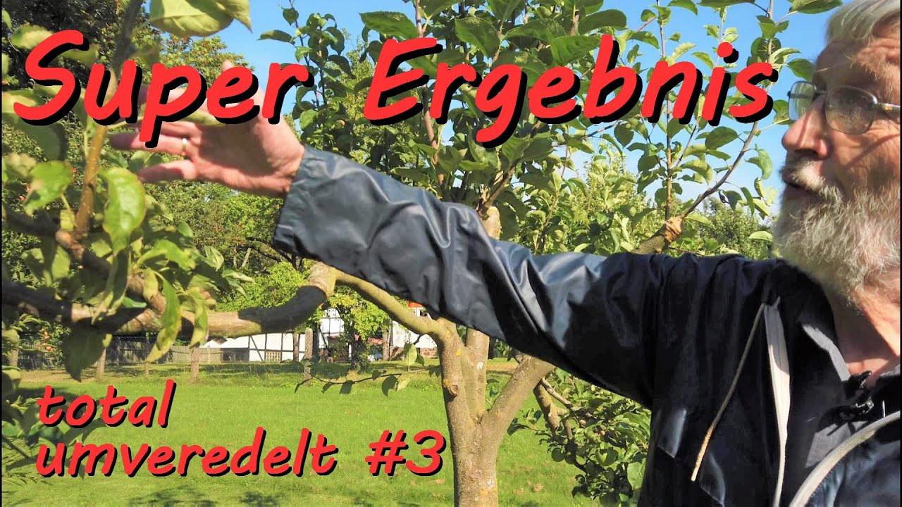 #3 totale umveredelt, Entwicklung des Baumes