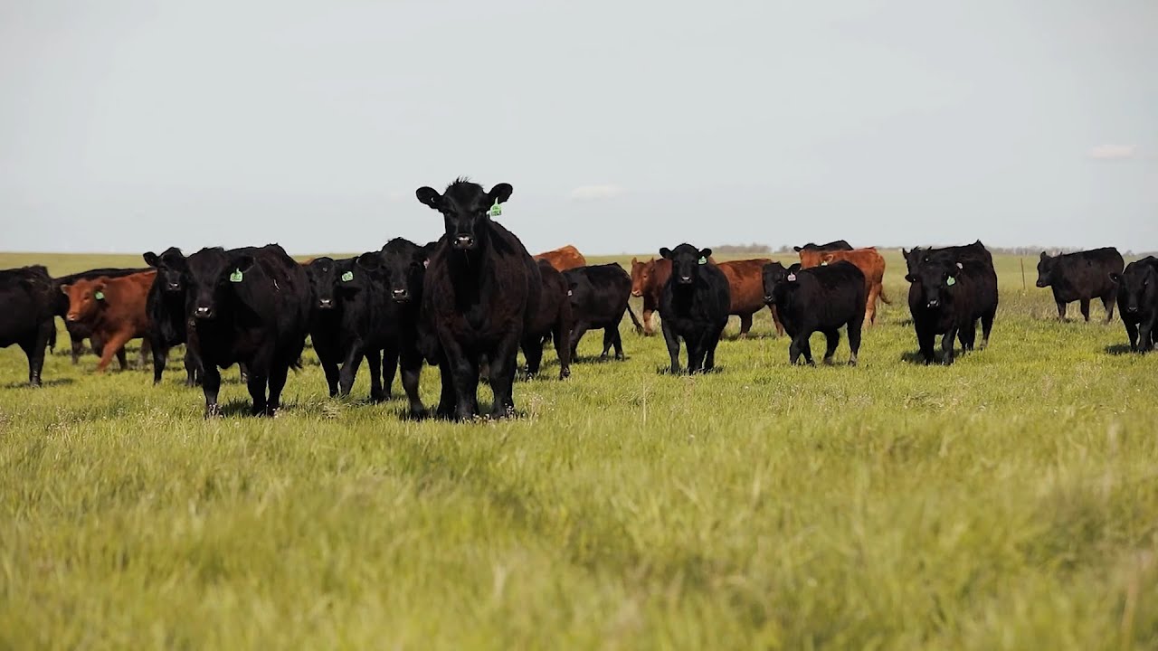 Stand Strong: Eagle Pass Ranch, Highmore, SD