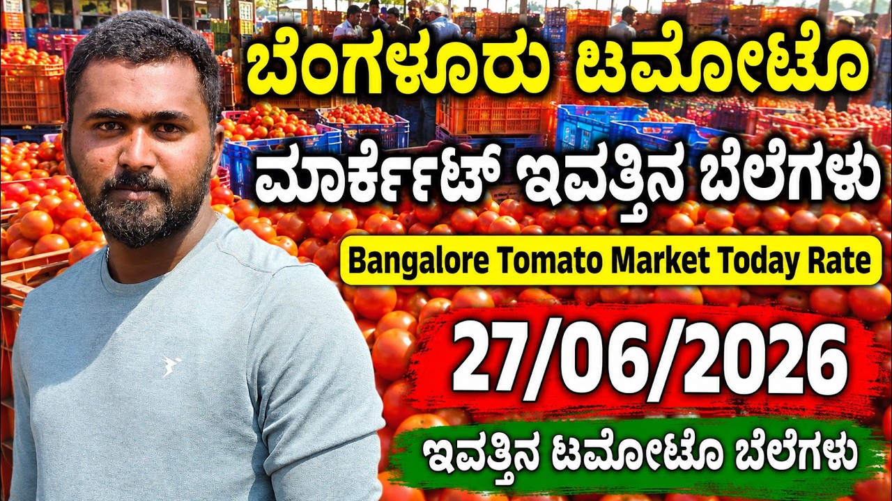 #bengaluru   #tomato market #today rate ?  27/06/2026 ಬೆಂಗಳೂರು ಟಮೊಟೊ ಮಾರ್ಕೆಟ್&zwnj; ಇವತ್ತಿನ ಬೆಲೆಗಳು.?💛❤️