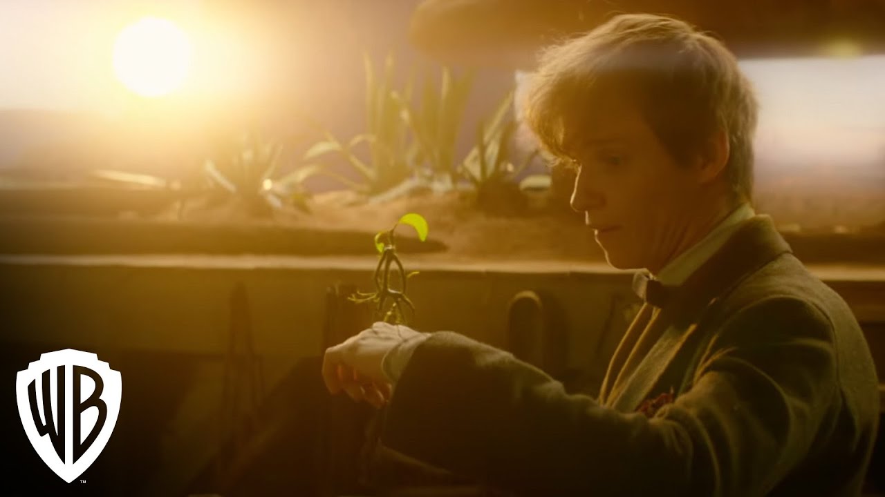 Creatures: Bowtruckle | Fantastic Beasts and Where to Find Them | Warner Bros. Entertainment