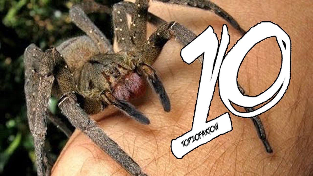 Najbardziej jadowite zwierzęta świata! [TOP10FAKT&Oacute;W]