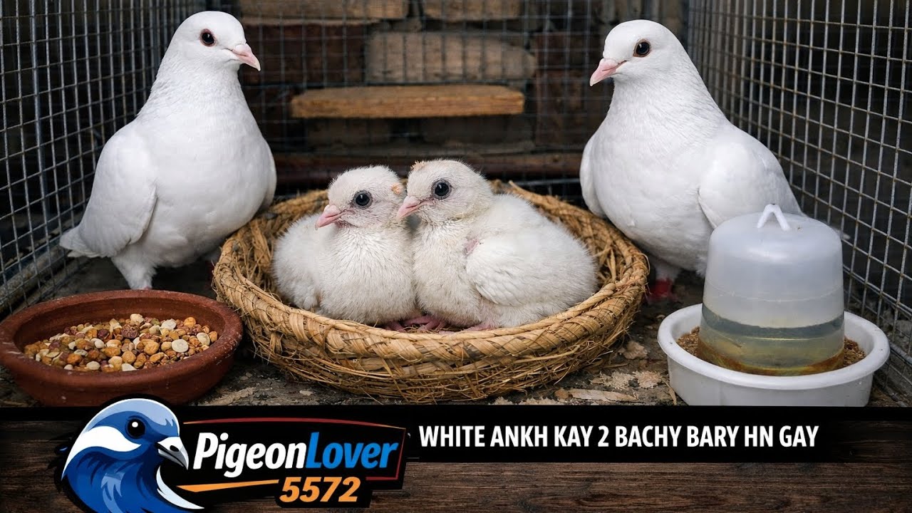 Kro Shok Breeder Setup | White Ankh Kay 2 Bachy Bary Ho Gaye | PigeonLover5572