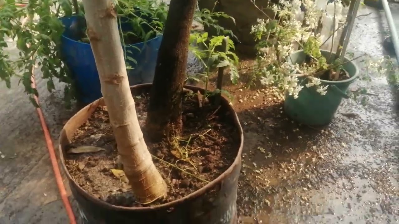 Ali's garden ছাদ বাগান 