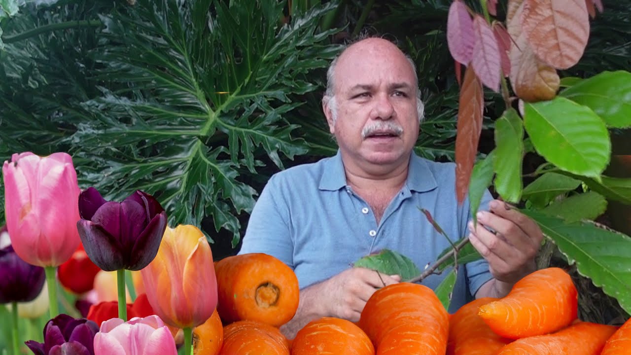 ¿Por qué las plantas tienen diferentes colores?