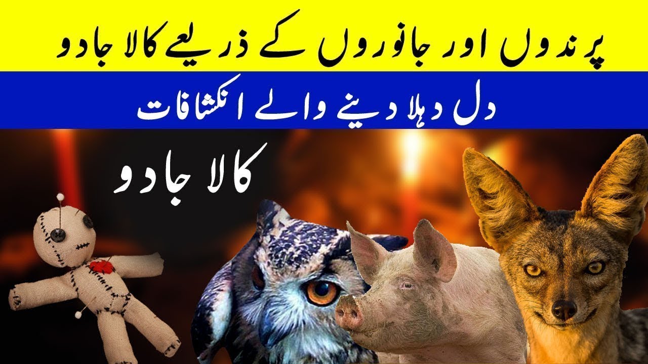 How animals and birds are being used for witchcraft | Black Magic | Waris 313