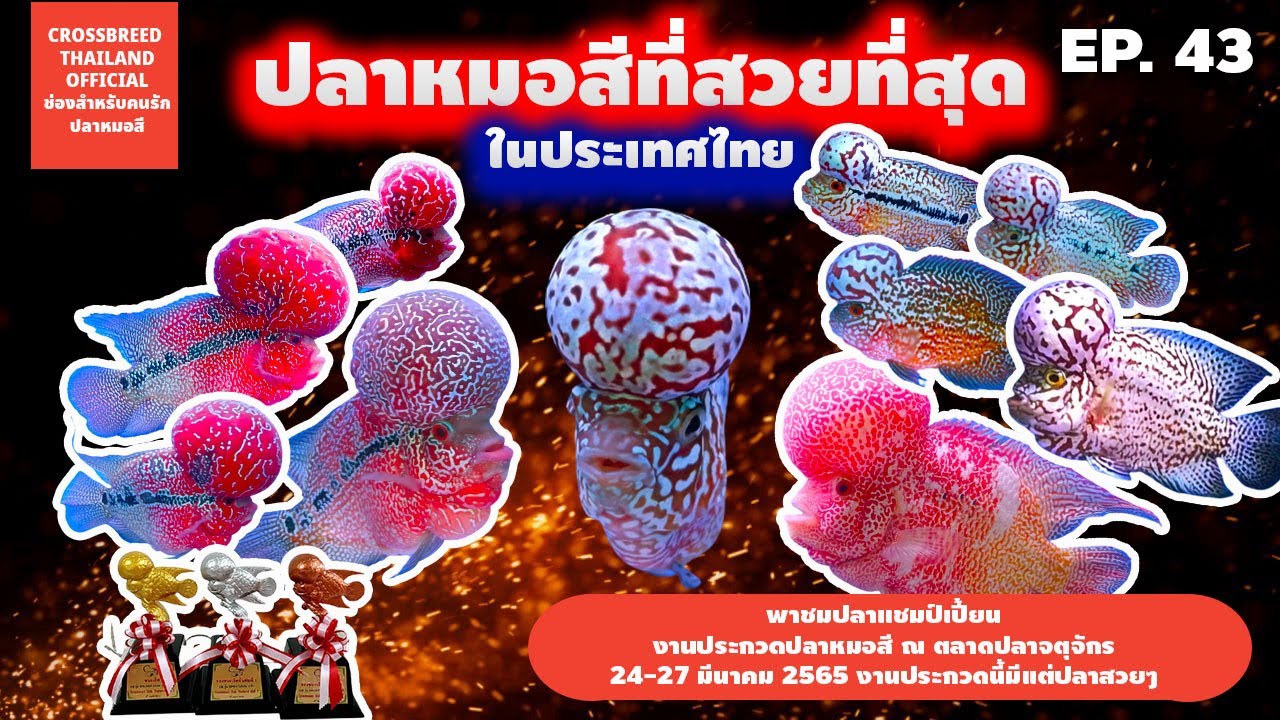 Thailand Flowerhorn Fish Contest พาชมปลาแชมป์เปี้ยน งานประกวดปลาหมอสี ตลาดปลาจตุจักร มีนาคม 65