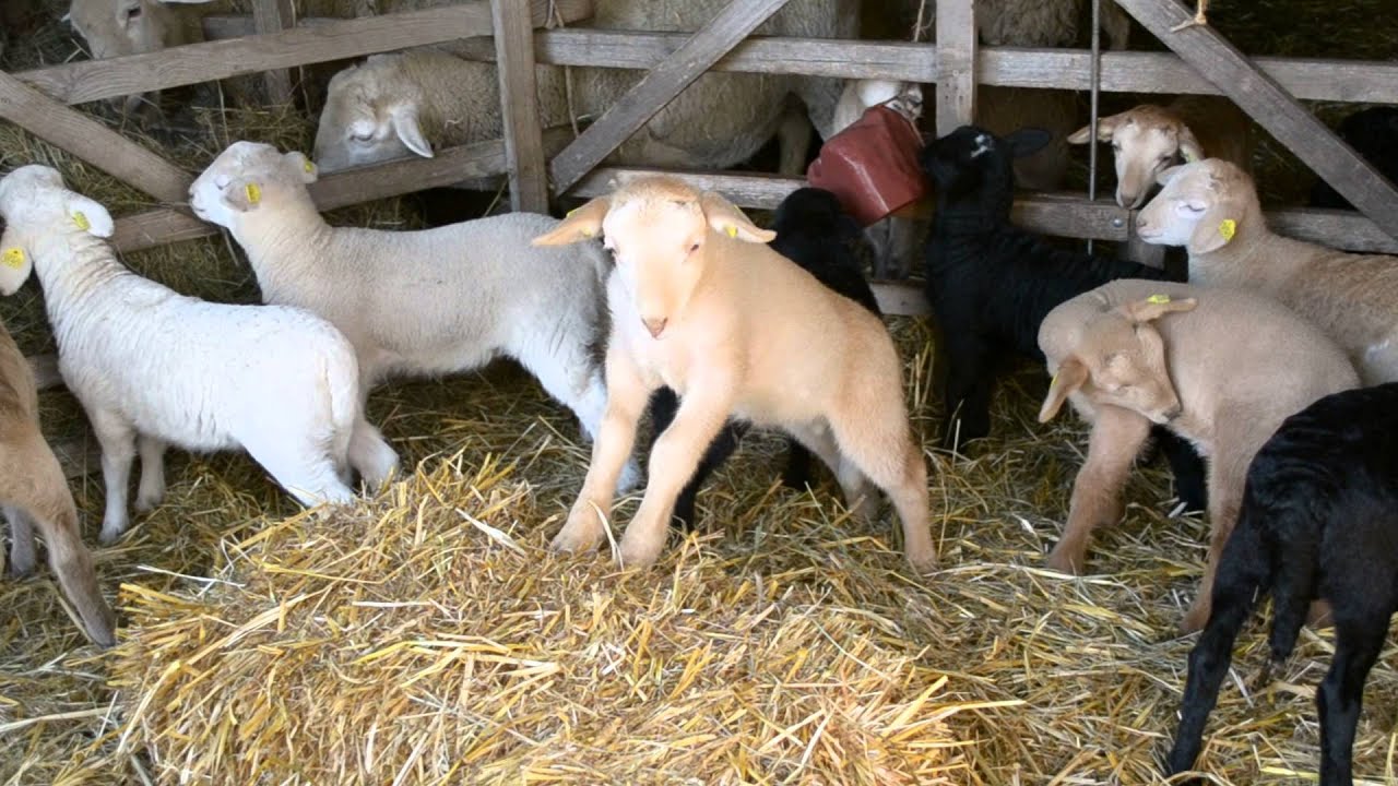 Bunte Haarschaflämmer im Lämmerschlupf