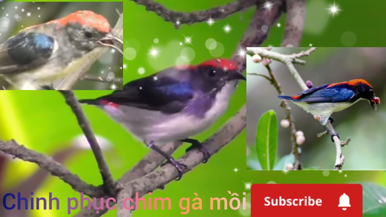 Tiếng chim ốc mít hót gọi mồi cực gắt bẫy là dĩnh