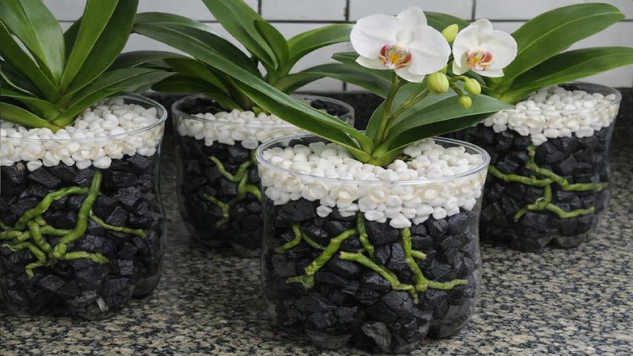 MORRIA E NÃO SABIA: Depois que fiz isso nunca mais perdi NENHUMA ORQUÍDEA