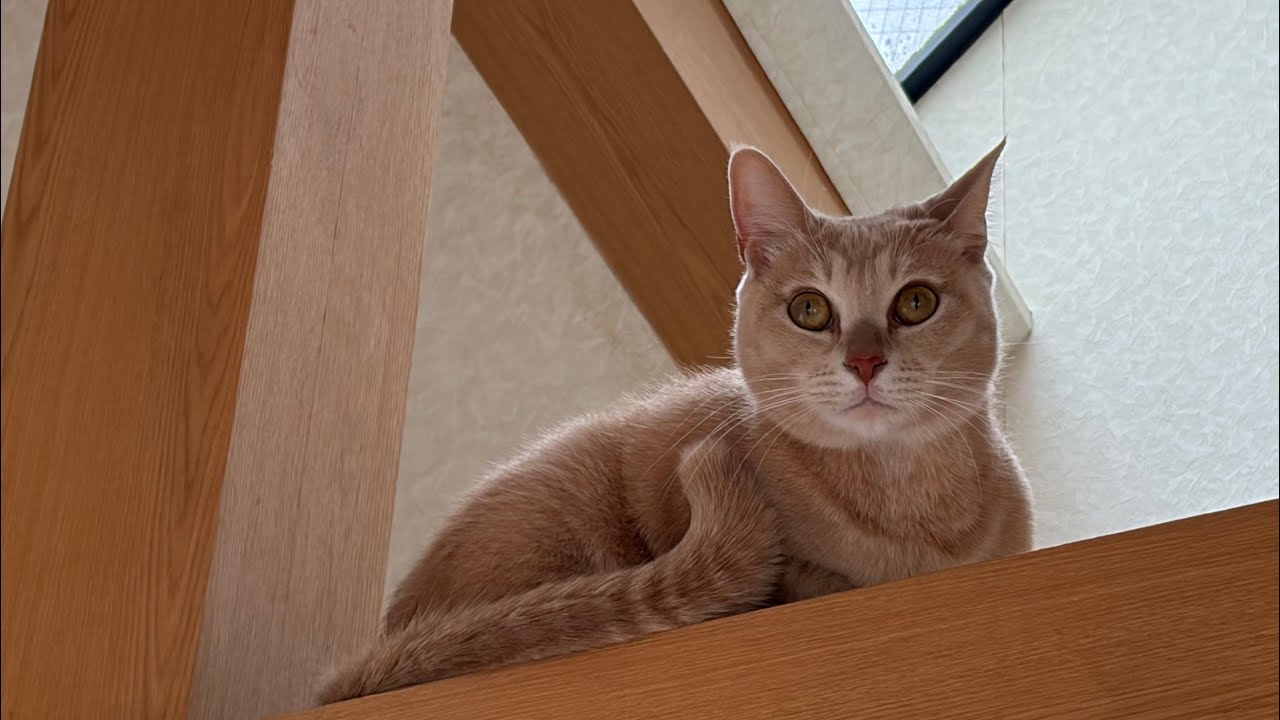 キキとテテのまいにち。 ⑧元保護猫のふたごの日常