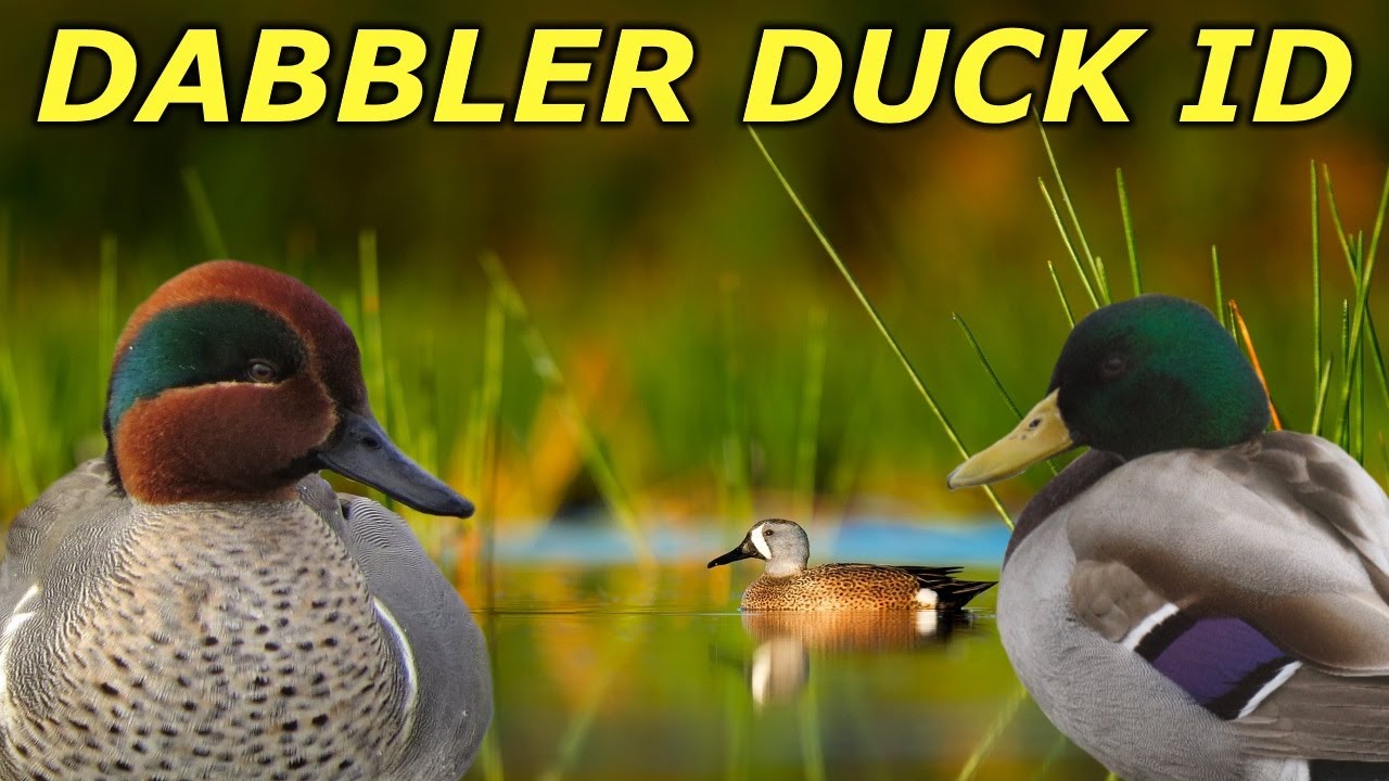 Dabbling Duck ID | Hunting Boot Camp