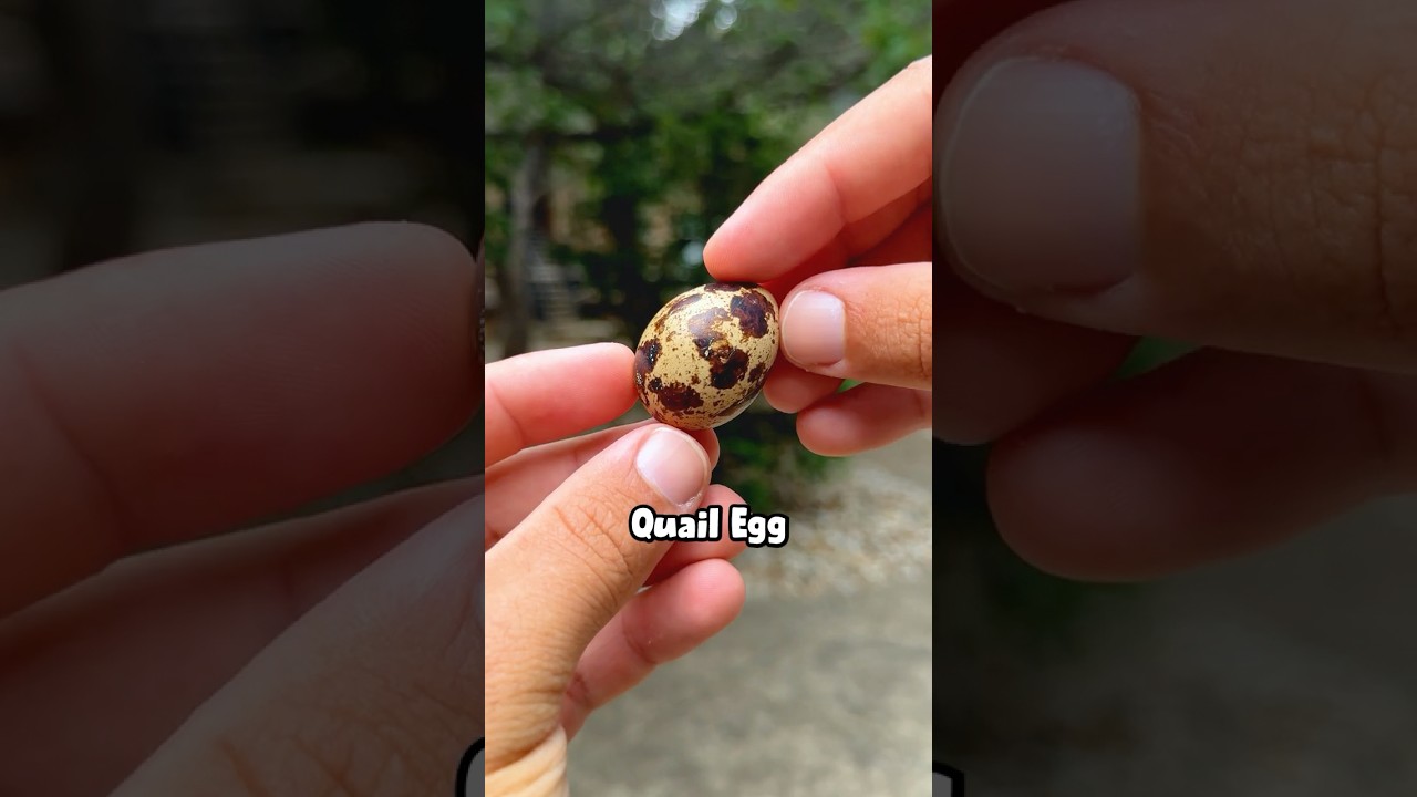 what QUAIL EGGS looks like