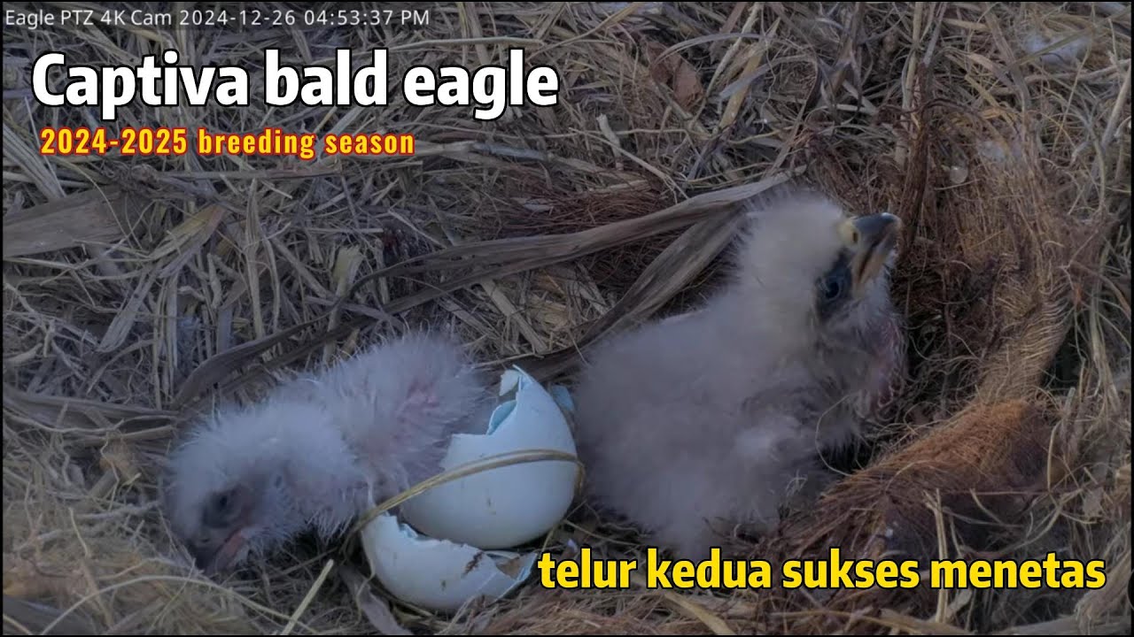 THE SECOND EGG HAS HATCHED,2024-2025 BREEDING SEASON