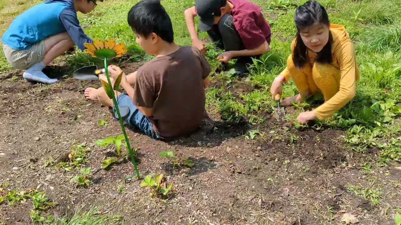 Beginners Gardening On The Homestead