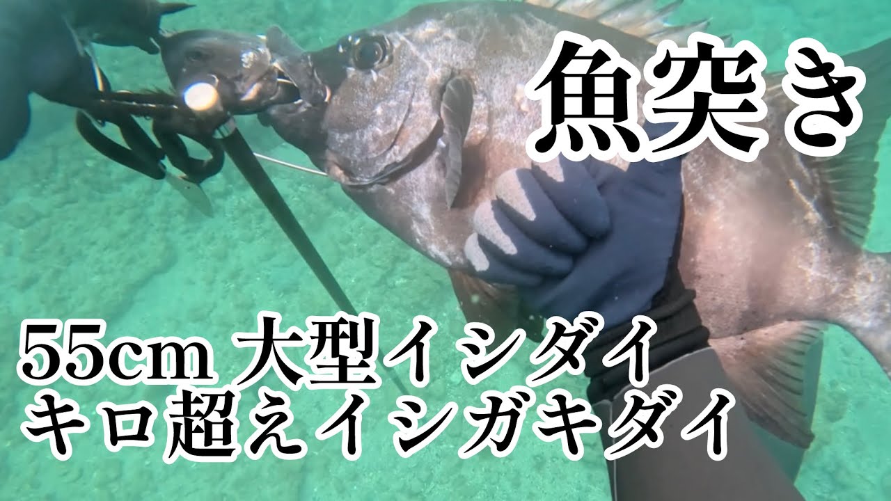 【魚突き】大型イシダイ&良型イシガキダイ獲ったどー！