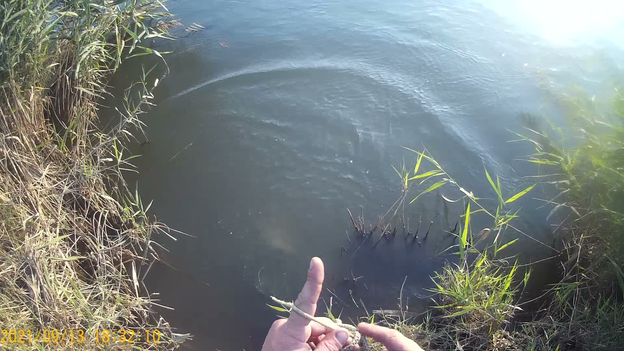 Осенний лов рыбы Сазан ,густера  Рыбалка на ДГК хутор Лебеди