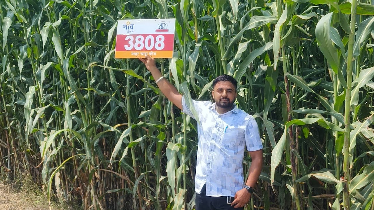 हरियाणा कृषि मेले के अंदर 17,18 फुट की ज्वार @Dr.AjaySihag @9813278548
