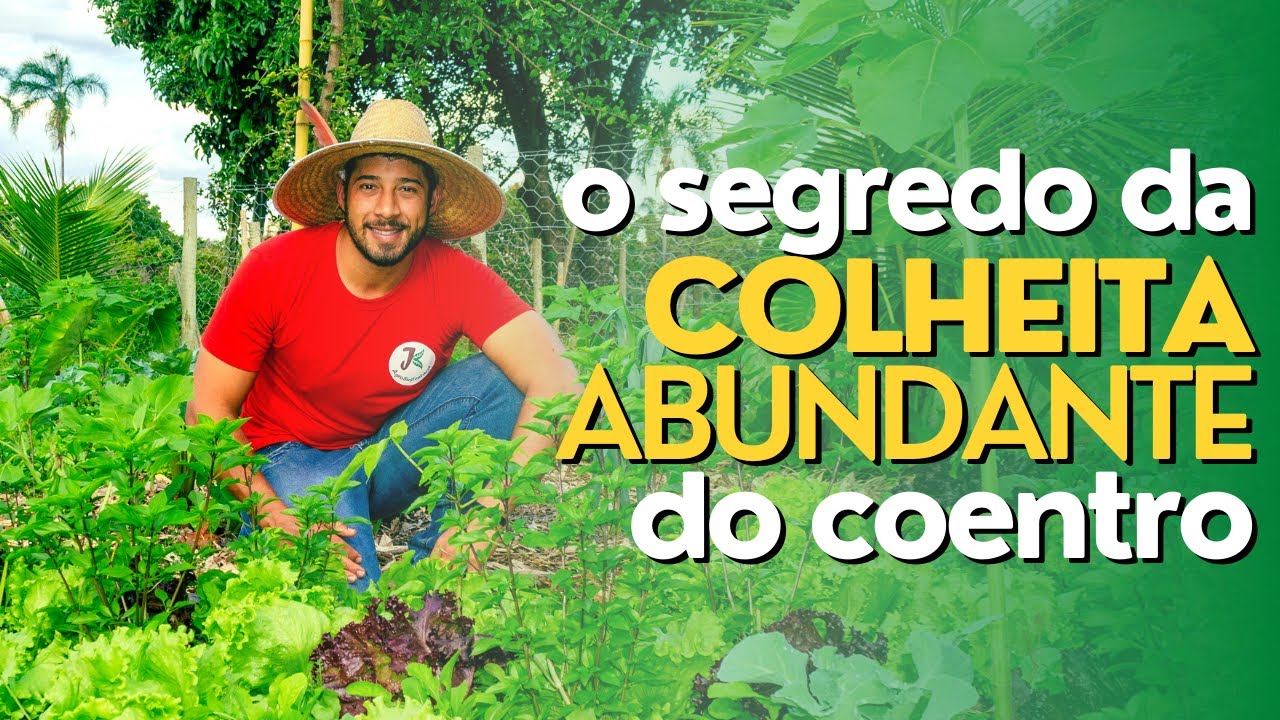 FATURE R$2.100 EM APENAS 21 A 45 DIAS. DESCUBRA O SEGREDO DA COLHEITA ABUNDANTE DO COENTRO!