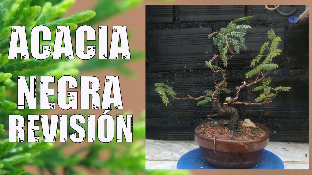 ACACIA (MELANOXYLON) Negra REVISION