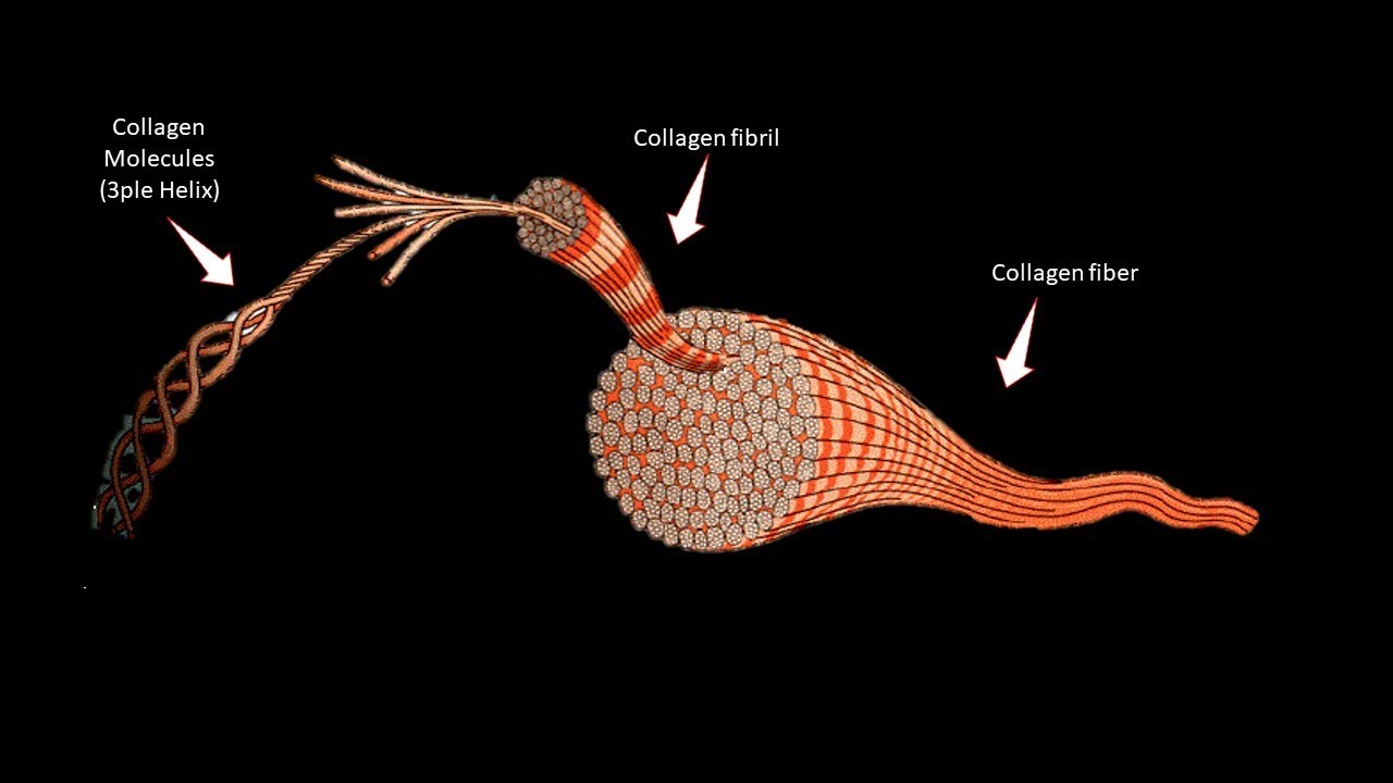 COLLAGEN +3PLE HELIX