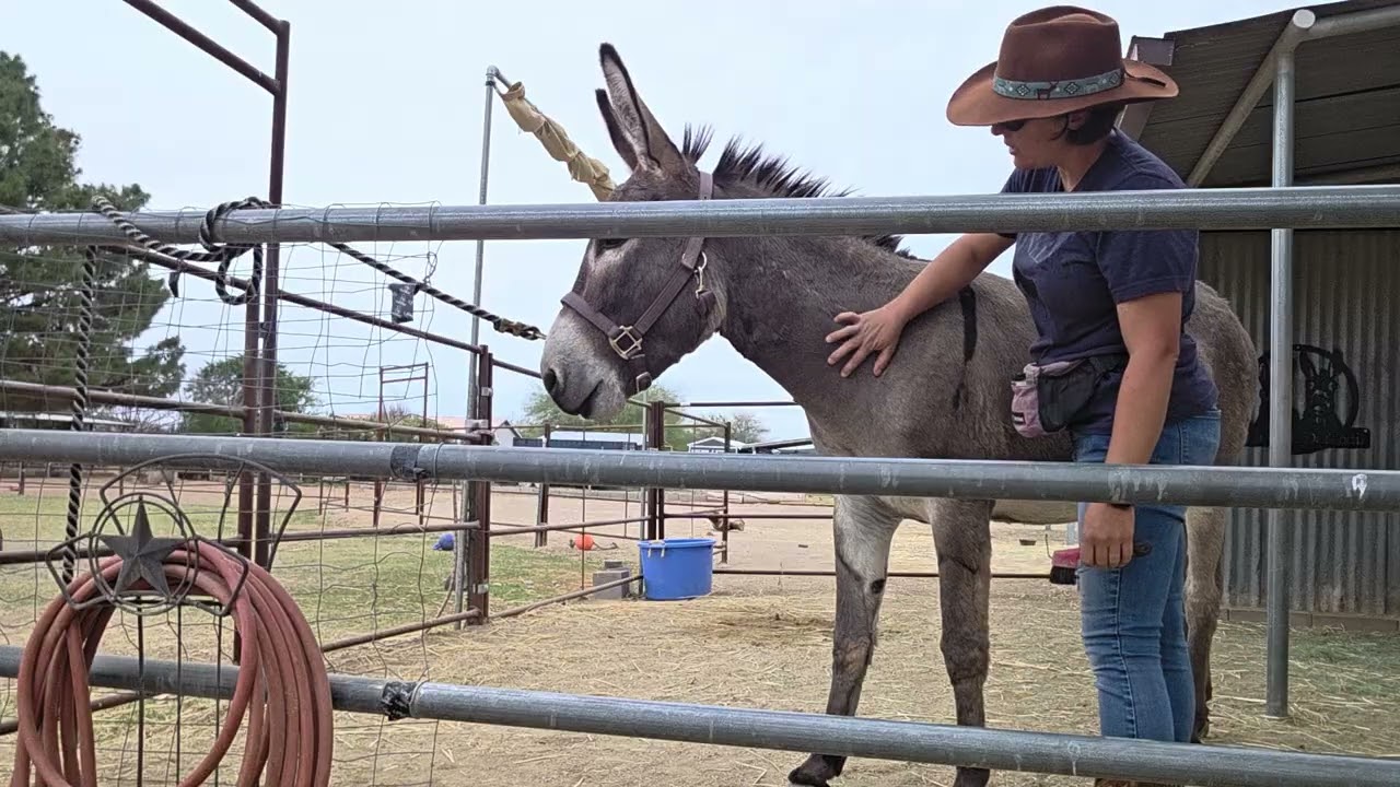 Pablo 2/16 grooming, picking hooves, and attempting to wipe face #donkey