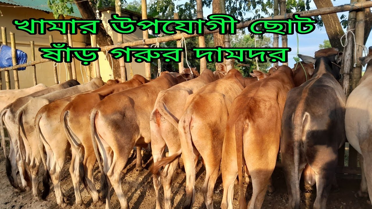 খামার উপযোগী ছোট ষাঁড় গরুর দামদর জানুন সিলেটের গরুর বাজার থেকে, এখন দাম কম, 